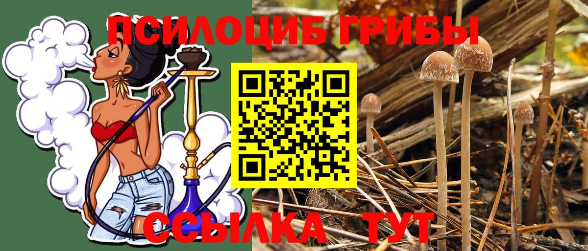 Псилоцибиновые грибы мицелий Борзя
